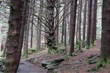 Dağlardaki ormanın yolu.
