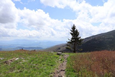 Ağacı ve güzel mavi gökyüzü olan dağ manzarası