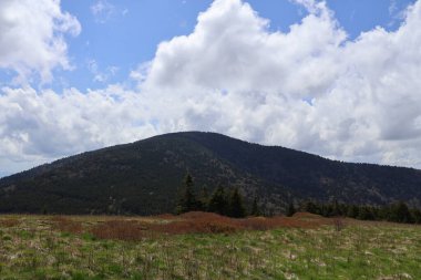 Bir yaz günü dağ ormanı ve yeşil orman manzarası