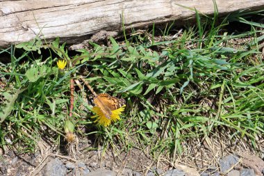 Appalachian patikasında bir kelebek tarafından beslenen güzel çiçekler.