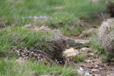 Yerdeki yabani çiçekler