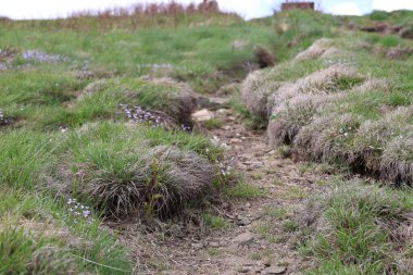 Dağlarda güzel bir patika manzarası.