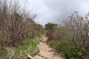 Blue Ridge Mountain Range, Tennessee 'deki Appalachian Dağları' nda yürüyüş yolu..