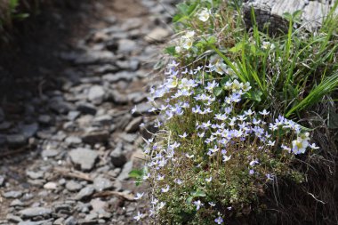 Dağdaki kayalıklardaki yabani çiçekler