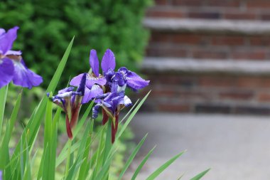 Bahçedeki güzel çiçekler