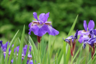 Bahçedeki iris çiçeği