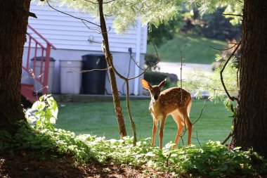 Fawn gölgeli bir tepecikte keşif yapıyor.