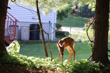 Fawn gölgeli bir tepecikte keşif yapıyor.