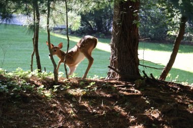 Fawn gölgeli bir tepecikte keşif yapıyor.