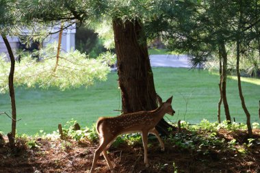 Fawn gölgeli bir tepecikte keşif yapıyor.