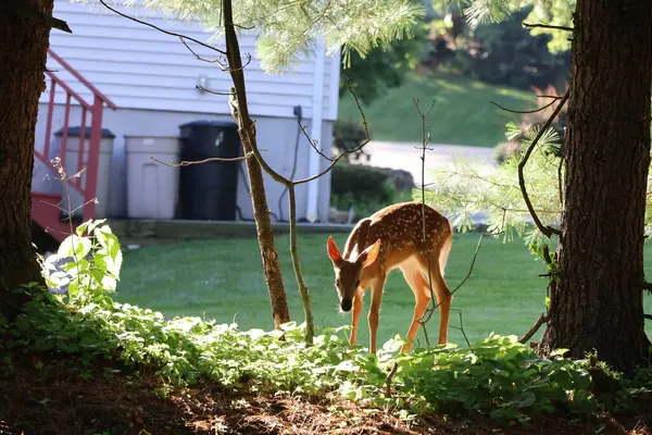 Fawn gölgeli bir tepecikte keşif yapıyor.