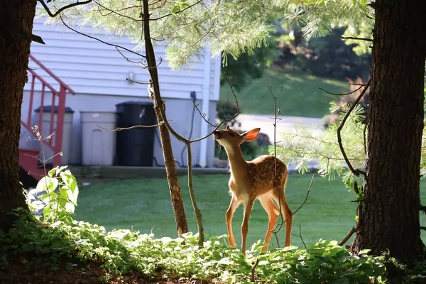 Fawn gölgeli bir tepecikte keşif yapıyor.