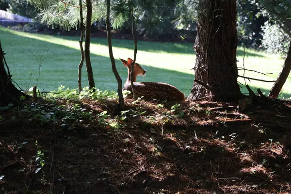 Fawn gölgeli bir tepecikte keşif yapıyor.