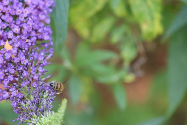 Kelebek çalılarının güzel, küçük çiçekleri yaban arısı tarafından tozlaştırılıyor..
