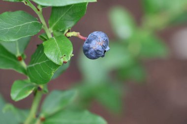 Bahçedeki güzel bir kuşun yakın çekimi.