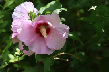 Bahçede güzel pembe bir gül