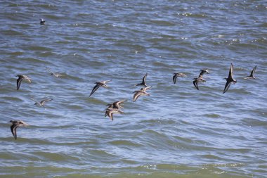 Cape May New Jersey 'de kıyı şeridi boyunca uçan kum düdükçülerinin uğultusu.