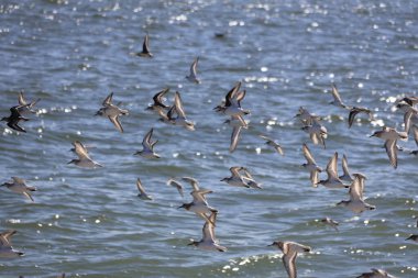 Cape May New Jersey 'de kıyı şeridi boyunca uçan kum düdükçülerinin uğultusu.