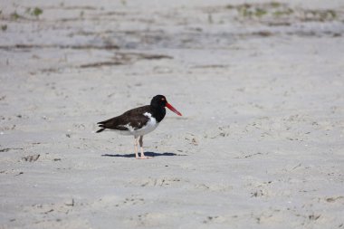 Amerikan İstiridye Avcısı kumda duruyor.