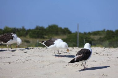 Sahildeki martılar