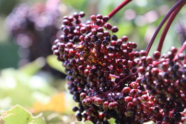 Elderberries growing in a summer garden