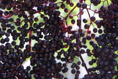 Elderberries growing in a summer garden