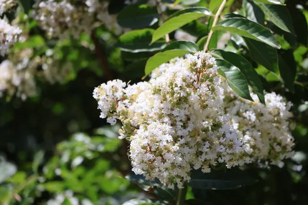 Bahçedeki güzel çiçekler