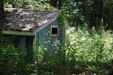 Ormanda eski mavi tavuk darbesi