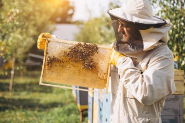 Arıcı elinde arılarla bir bal hücresi tutuyor. Apiculture. Apiary. Bal tarağı üzerinde çalışan arılar. Ballı bal peteği ve arılar yakın plan.
