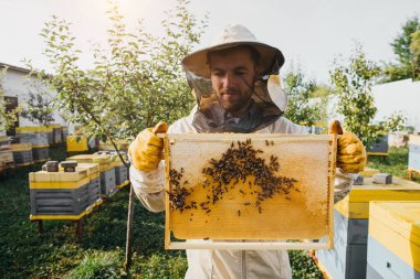Arıcı elinde arılarla bir bal hücresi tutuyor. Apiculture. Apiary. Bal tarağı üzerinde çalışan arılar. Ballı bal peteği ve arılar yakın plan.