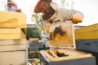 Arıcı elinde arılarla bir bal hücresi tutuyor. Apiculture. Apiary. Bal tarağı üzerinde çalışan arılar. Ballı bal peteği ve arılar yakın plan.