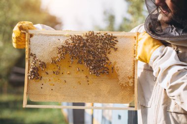 Arıcı elinde arılarla bir bal hücresi tutuyor. Apiculture. Apiary. Bal tarağı üzerinde çalışan arılar. Ballı bal peteği ve arılar yakın plan.