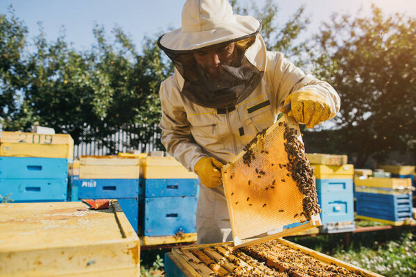Portrait of a happy male beekeeper working in an apiary near beehives with bees. Collect honey. Beekeeper on apiary. Beekeeping concept.
