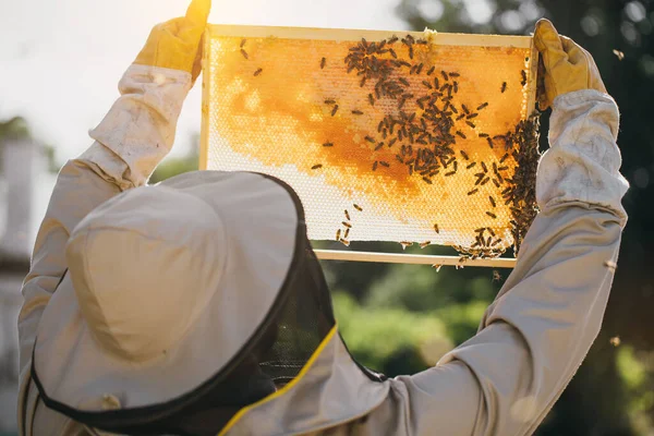 Včelař Drží Medovou Buňku Včelami Rukou Včelařství Apiary Pracující Včely — Stock fotografie