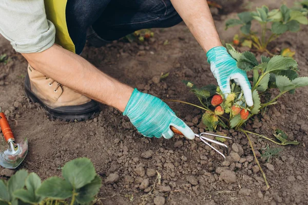 Seorang Tukang Kebun Laki Laki Bekerja Kebun Strawberry — Stok Foto