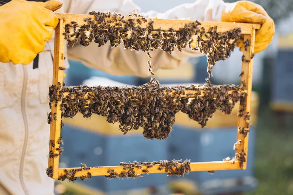 Komórka Królowej Pszczelarstwa Dla Larw Królowej Pszczół Pszczelarz Pasiece Królową — Zdjęcie stockowe
