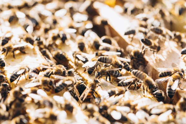 Kolonia Pszczół Roju Makro Pracujące Pszczoły Miodne Plaster Miodu Komórki — Zdjęcie stockowe