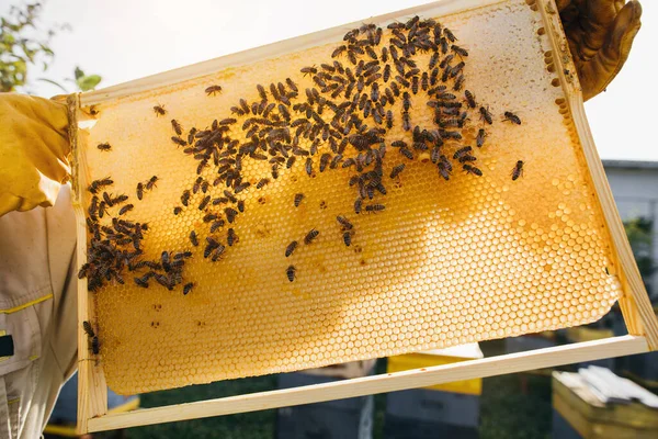 Arıcı Elinde Arılarla Bir Bal Hücresi Tutuyor Apiculture Apiary Bal — Stok fotoğraf