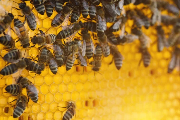 Bee Colony Hive Macro Working Honey Bees Honeycomb Wax Cells — Stock Photo, Image