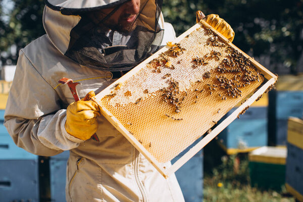 The beekeeper holds a honey cell with bees in his hands. Apiculture. Apiary. Working bees on honey comb. Honeycomb with honey and bees close-up.
