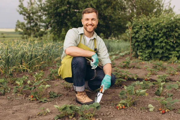 Feliz Jardinero Masculino Trabajando Jardín Fresas —  Fotos de Stock