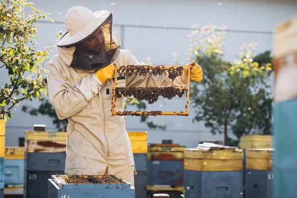 Bees and organic honeycomb with royal jelly. Man beekeeper holding a wooden frame with queen cells, honeycomb with royal milk of bees. Honey Bee Brood care. honey bee colony, beehive, beekeeping