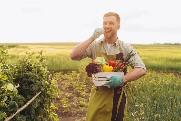 Homem Agricultor Feliz Segurando Cesta Com Legumes Frescos Rabanete Mordendo — Fotografia de Stock