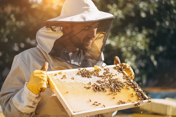 Бджоляр Тримає Медову Камеру Бджолами Руках Виноробство Пасіка Робота Бджіл — стокове фото