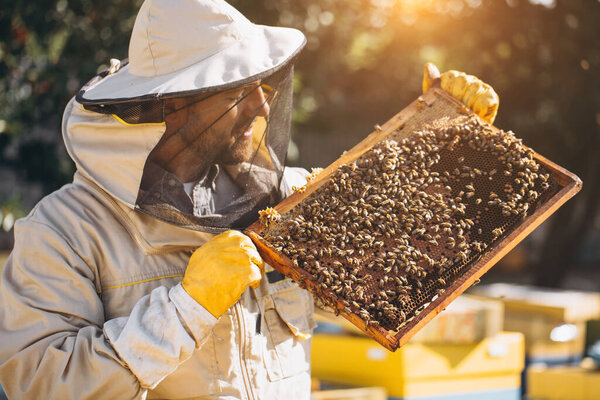 The beekeeper holds a honey cell with bees in his hands. Apiculture. Apiary. Working bees on honey comb. Honeycomb with honey and bees close-up.