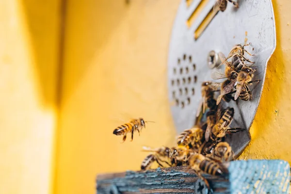 Makro Honungsbin Flygning Som Transporterar Pollen Till Bikupa — Stockfoto