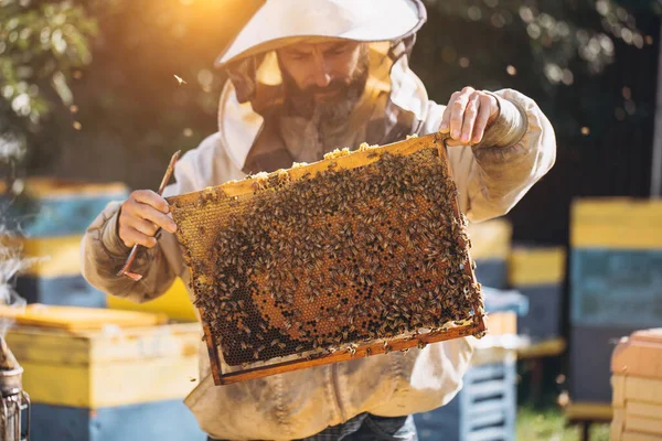 養蜂家はミツバチを手に蜂蜜細胞を持っている 食欲をそそる 4月だ ミツバチの巣作りをしています ミツバチと蜂蜜を密接に結びつける — ストック写真