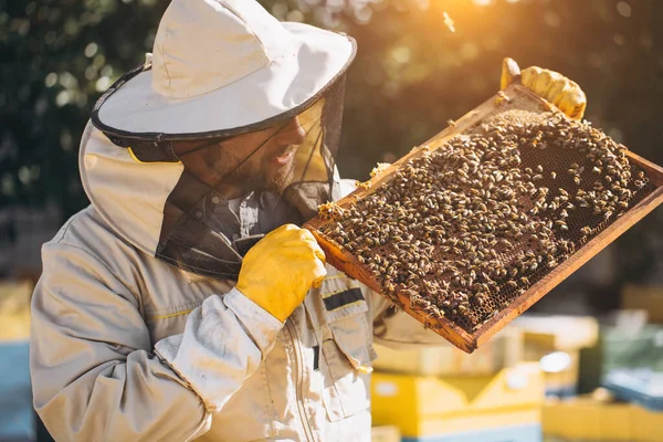 Pszczelarz Trzyma Komórkę Miodu Pszczołami Rękach Pszczelarstwo Apiary Pracujące Pszczoły — Zdjęcie stockowe