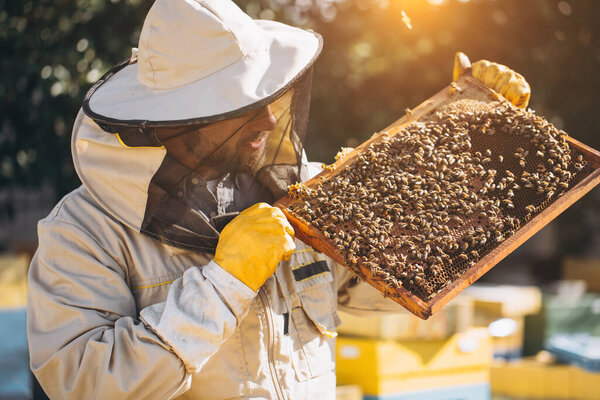 The beekeeper holds a honey cell with bees in his hands. Apiculture. Apiary. Working bees on honey comb. Honeycomb with honey and bees close-up.
