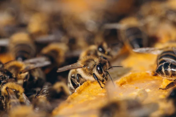 Colonie Abeilles Macro Ruche Abeilles Miel Nids Abeilles Cellules Cire — Photo